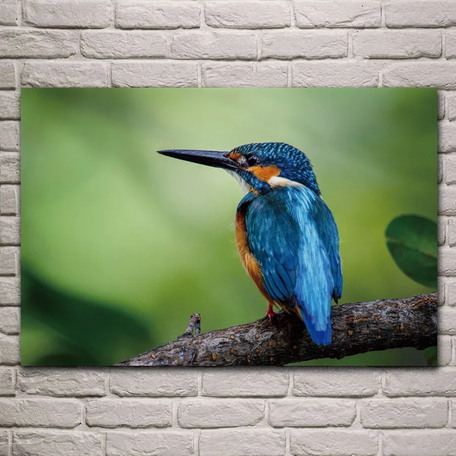 Kingfisher красочная птица дикая природа животное KB431 гостиная домашний Современный