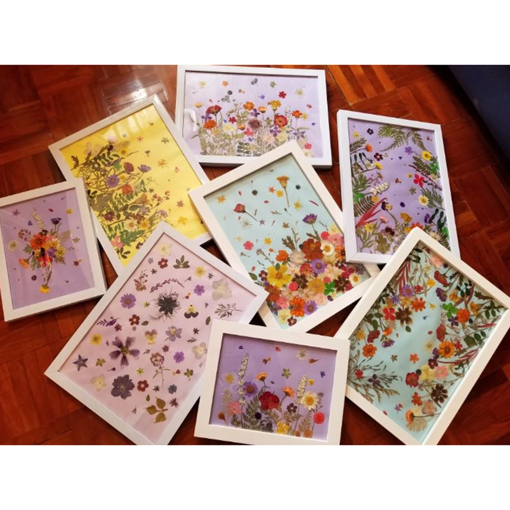 12 шт. разноцветные прессованные цветы смешанные органические натуральные