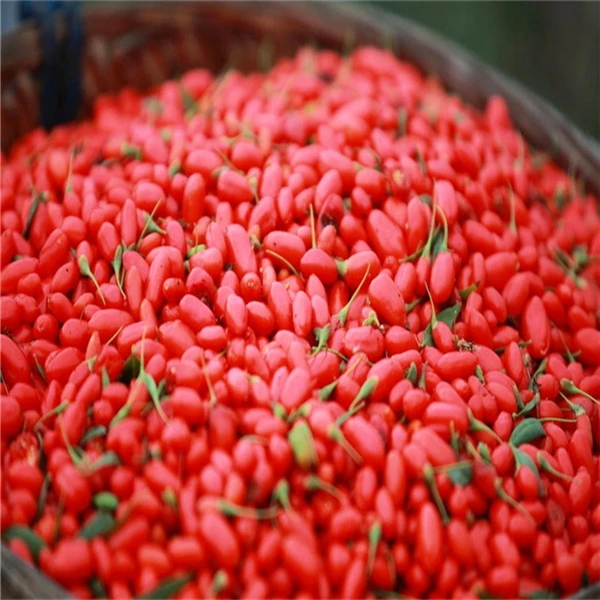 Dried Organic Goji Berry Tea 250g In Bag Gried Fruit China Ningxia Wolfberry Slimming Healthy Benefit Meldar Skin Beauty |