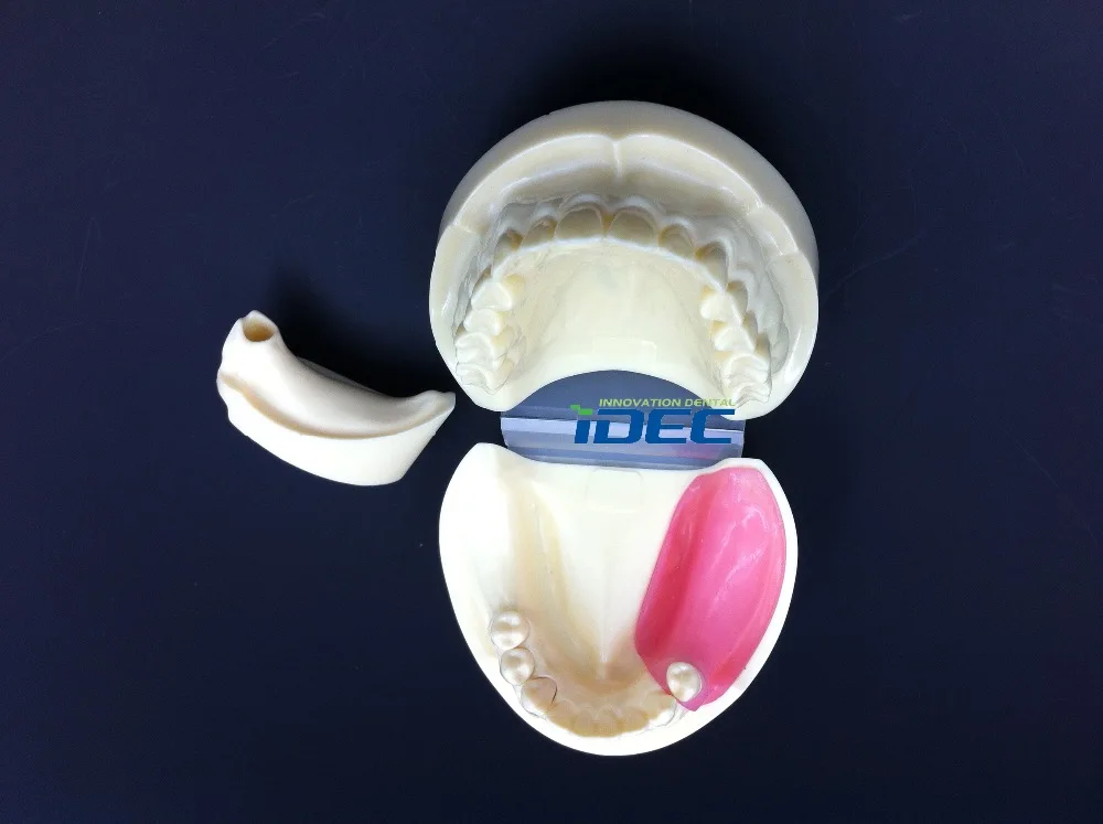 

Dental Mode Implant model Replaceable Full Implant Practice Model m2002