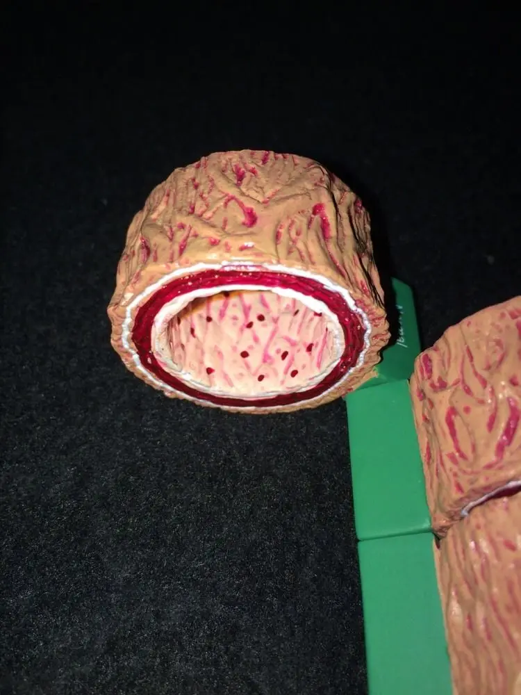 Человеческий череп анатомический скелет позвоночник 4 части артерии