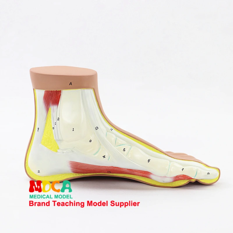 

Normal foot and ankle joint anatomical model medical teaching MJRJ002