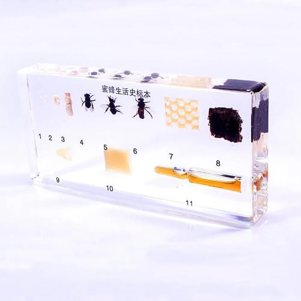 Жизненный цикл образцов пчелы в ясном Lucite образовательном инструменте|cycling|cycle