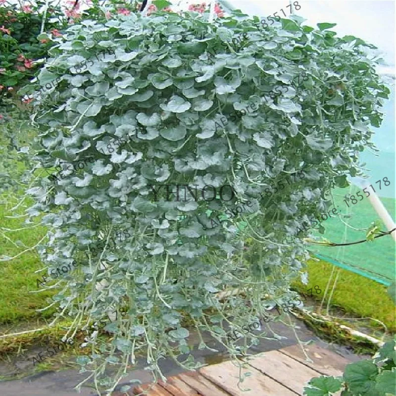 100 шт Dichondra Repens серебряные водопады изумруд Фолс бонсай суккулент подвесные