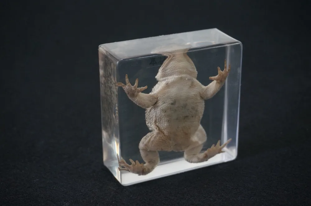 Настоящие образцы жабы в прозрачном блоке обучающий инструмент|specimen| |
