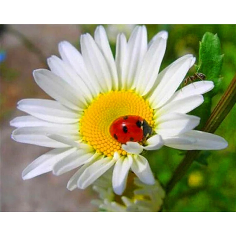 

DIY Square Diamond Painting Daisy Flowers Cross Stitch Kits Diamond Mosaic crystal Diamond Embroidery Patterns Rhinestones As13R