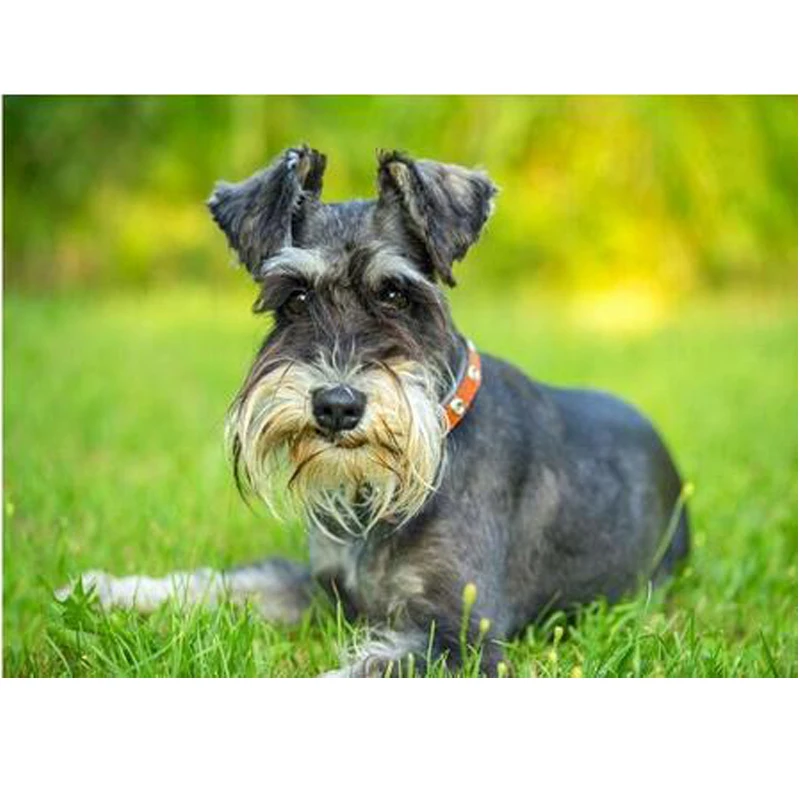 

full square diamond embroidery schnauzer Dog 5d diy diamond painting cross stitch animal Mosaic Painting Living wall art Z1293