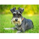 Полноразмерная Алмазная вышивка Собака шнауцера 5d сделай сам, алмазная живопись, вышивка крестиком, живопись, мозаика, рисование на живую стену Z1293