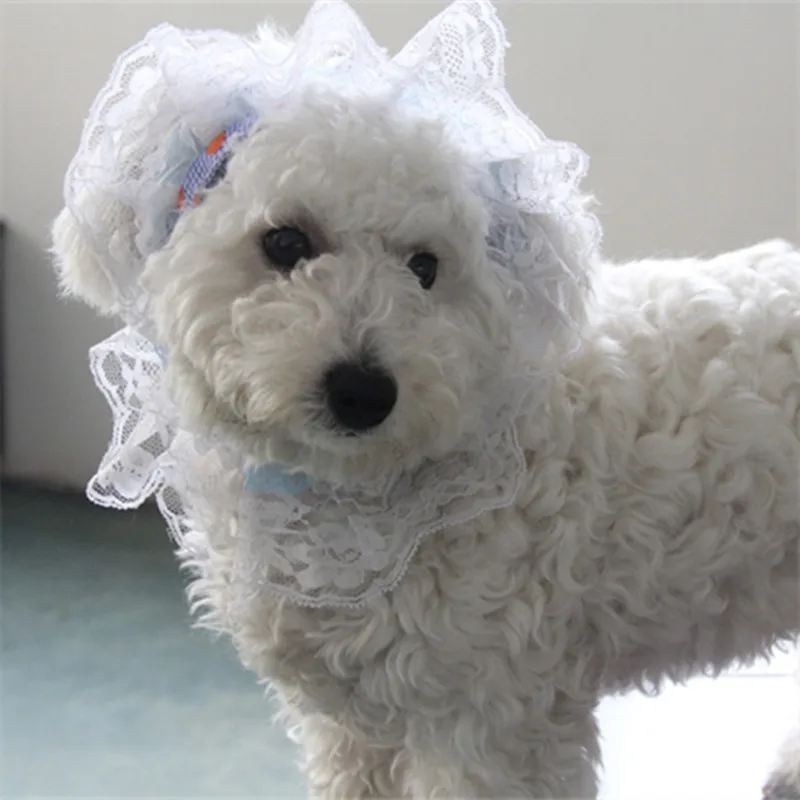 Прекрасный жира домашних собак одежда серии принцесса шляпа кружева кошка