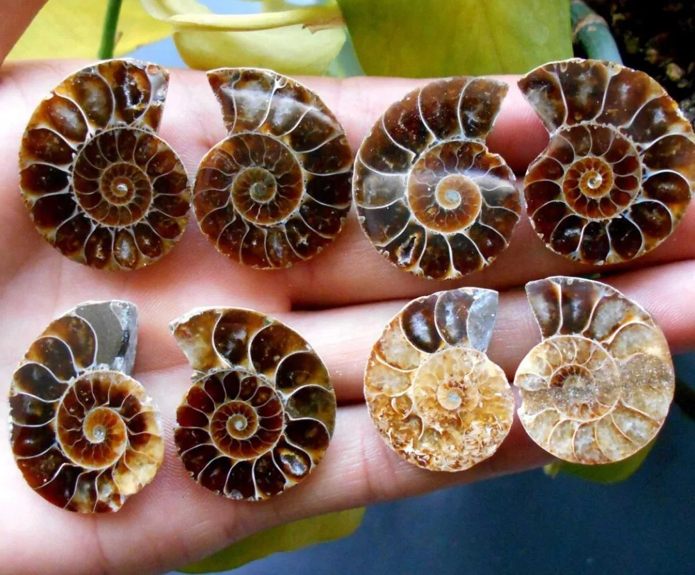 

Rainbow!! 4pairs of Split Ammonite Fossil Specimen Shell Healing Madagascar