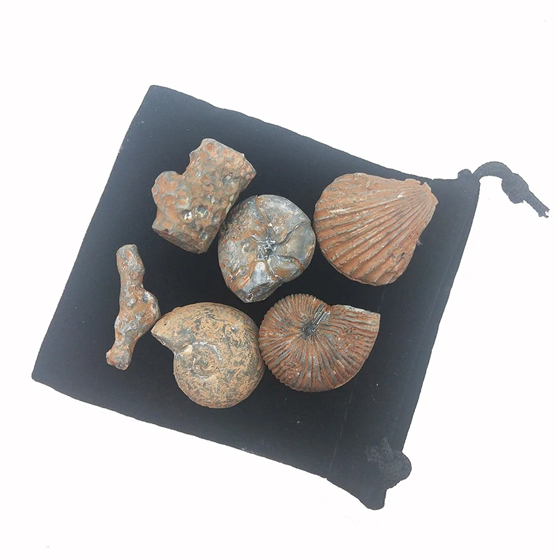 Хит продаж имитация игрушечных раскопок для раннего детства модель раковины из