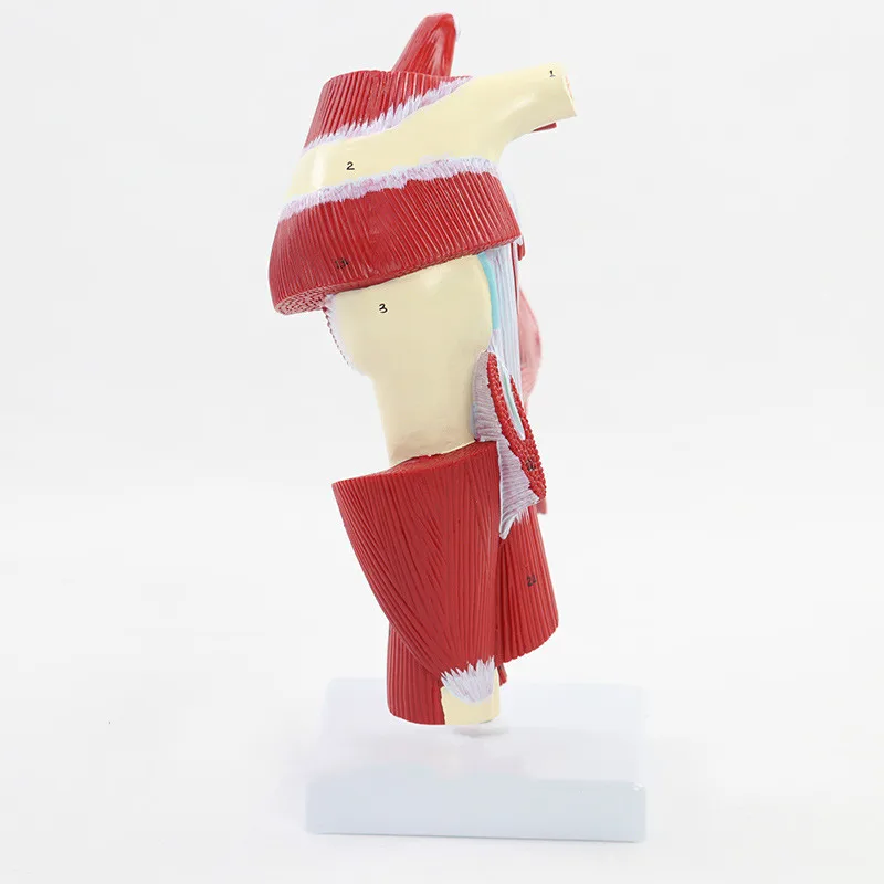 Анатомическая модель верхней конечности человека с мышечной конечностью