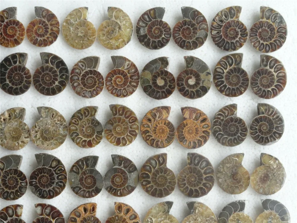35 пар натуральный разрез мелового аммония FOSSIL интерьерный дисплей 955 г | Дом и сад