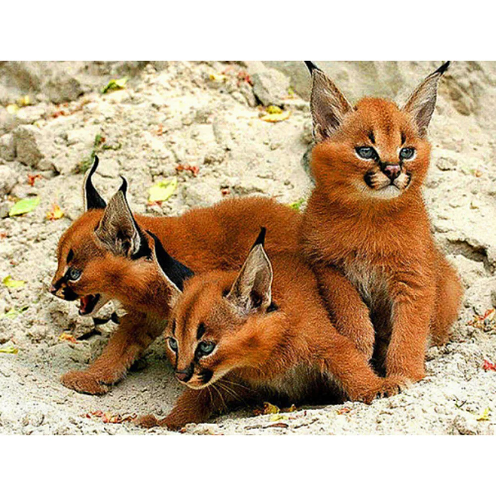 

Diamond Painting Full Drill square/round Three Little Foxes Mosaic DIY Diamond Painting Cross Stitch Embroidery Home Decor