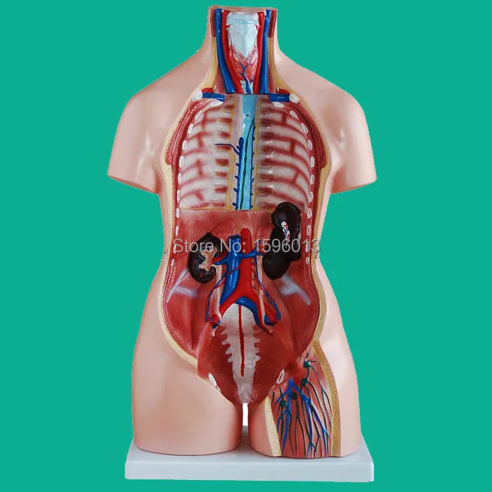 Torso унисекс 85 см с внутренними отделениями 40 деталей модель унисекс|parts of microwave