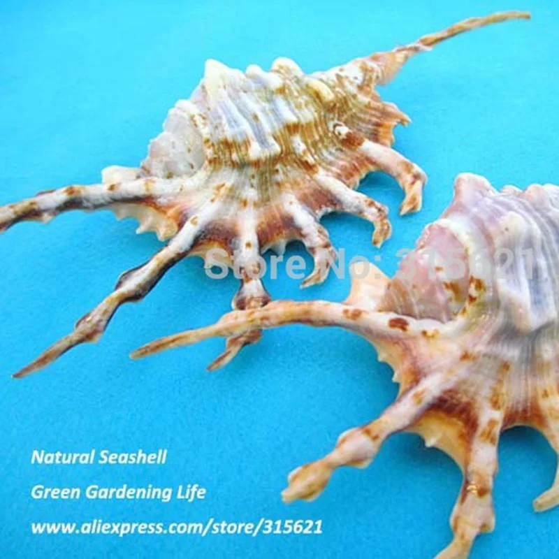 2 шт. SIZE10-12cm натуральный черный скорпион раковины домашний декор аквариум
