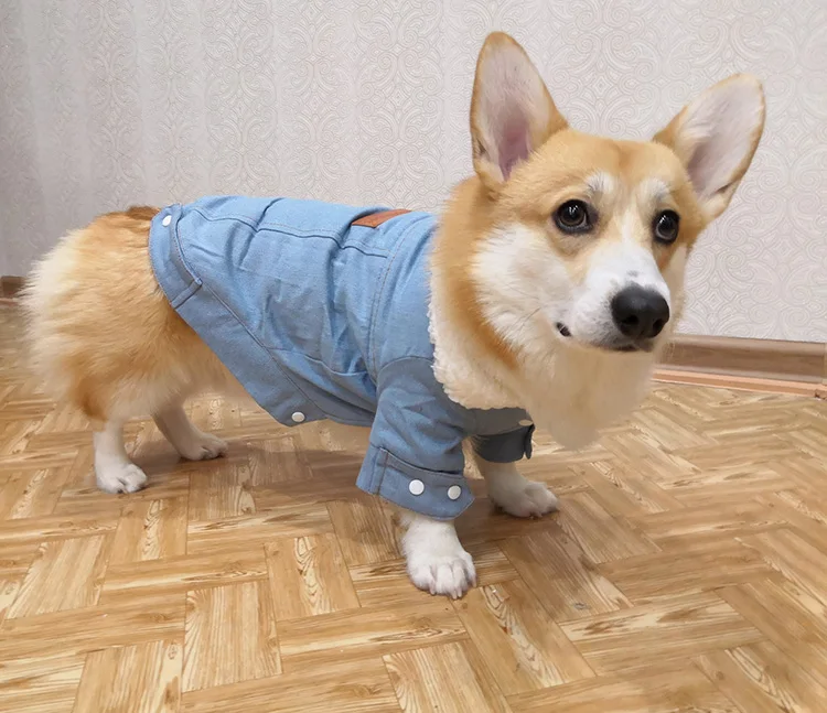 Petshy, куртка для собак, одежда, костюм для животных, Зимний Теплый Щенок, маленький, средний, для собак, джинсовое пальто, джинсовый костюм, чихуахуа, пудель, одежда для домашних животных