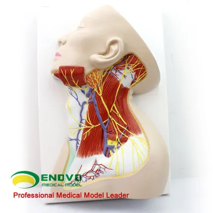 Анатомия человеческой шеи анатомия поверхностных мышц и сосудистой анестезии