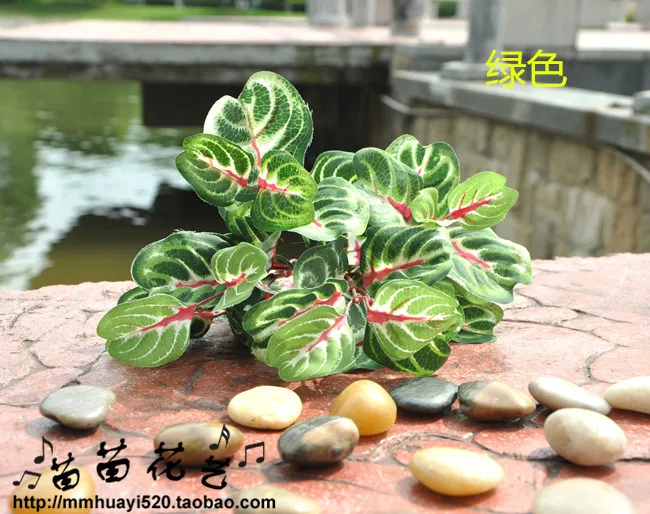 Декоративные амаранта листья Карликовые деревья/Miniascape/горшках организации