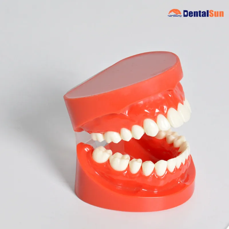 

Dental Teeth Model/Standard Model M7004R