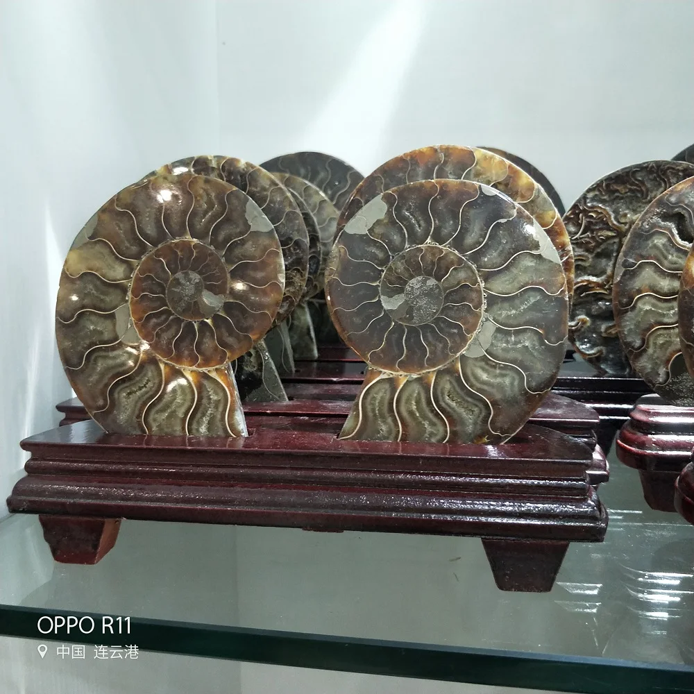 

Раковина, хризантема, аммонит, 18-20 см, образец морской улитки