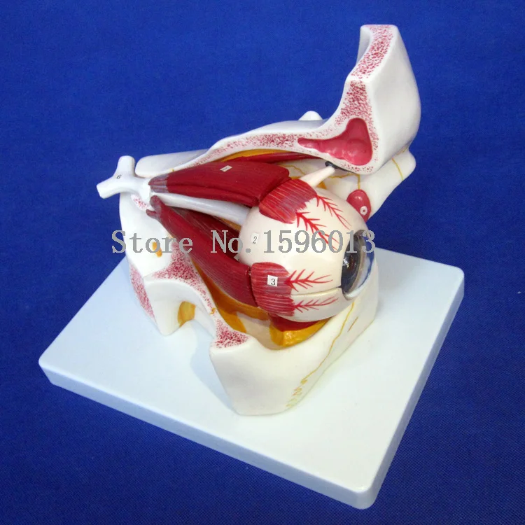 Популярная анатомическая съемная модель глаз с орбитальными 10 частями