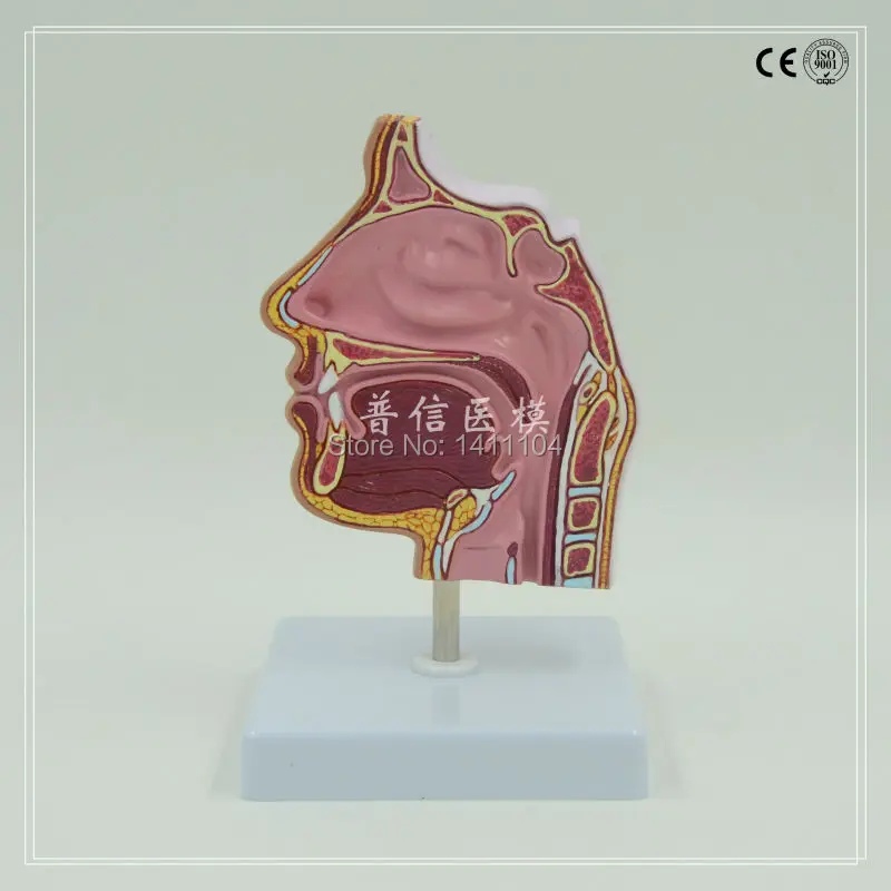 

Free shipping&1:1nasal cavity, nasal anatomy, nose model,Ophthalmology, ENT, Eye, ear, nose, throat, medical organ model.