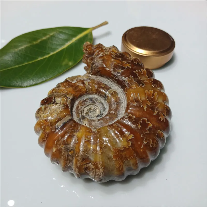Около 200 граммов натуральный полированный козий Рог окаменелости аммониты Conch