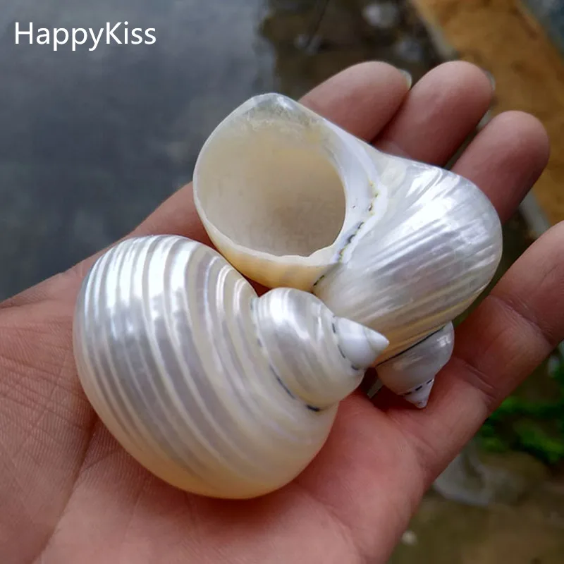 HappyKiss 2 шт натуральные раковины Rong винт ролл раковины рыбы отшельник Краб специальный аквариум водные пейзажи