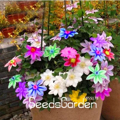 Распродажа! лампочки бонсай клематис проволока растения лотоса Сад Многоцветный