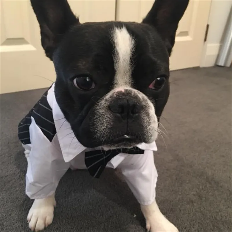 Bigeyedog, мопс, французская одежда для бульдога, мужской костюм для собак, свадебная одежда для собак, смокинг, одежда для домашних животных, праздничный костюм, пальто