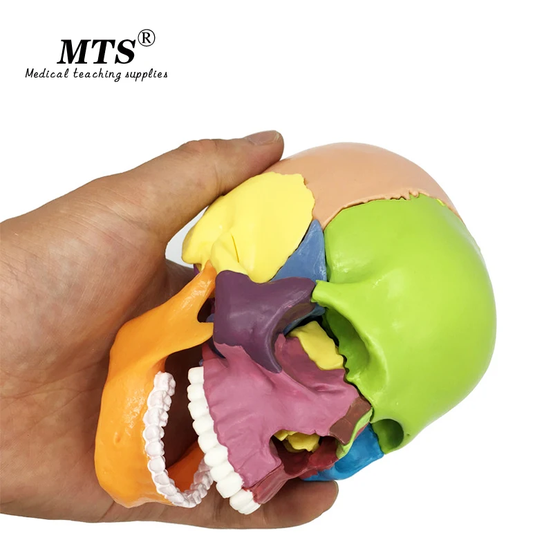 Съемный человеческий цвет модель черепа скелет головы 15 деталей анатомическая