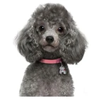 Картина с изображением милой собаки по номерам, полная квадратная круглая Алмазная вышивка, пудель, алмазная живопись, вышивка крестиком, стразы