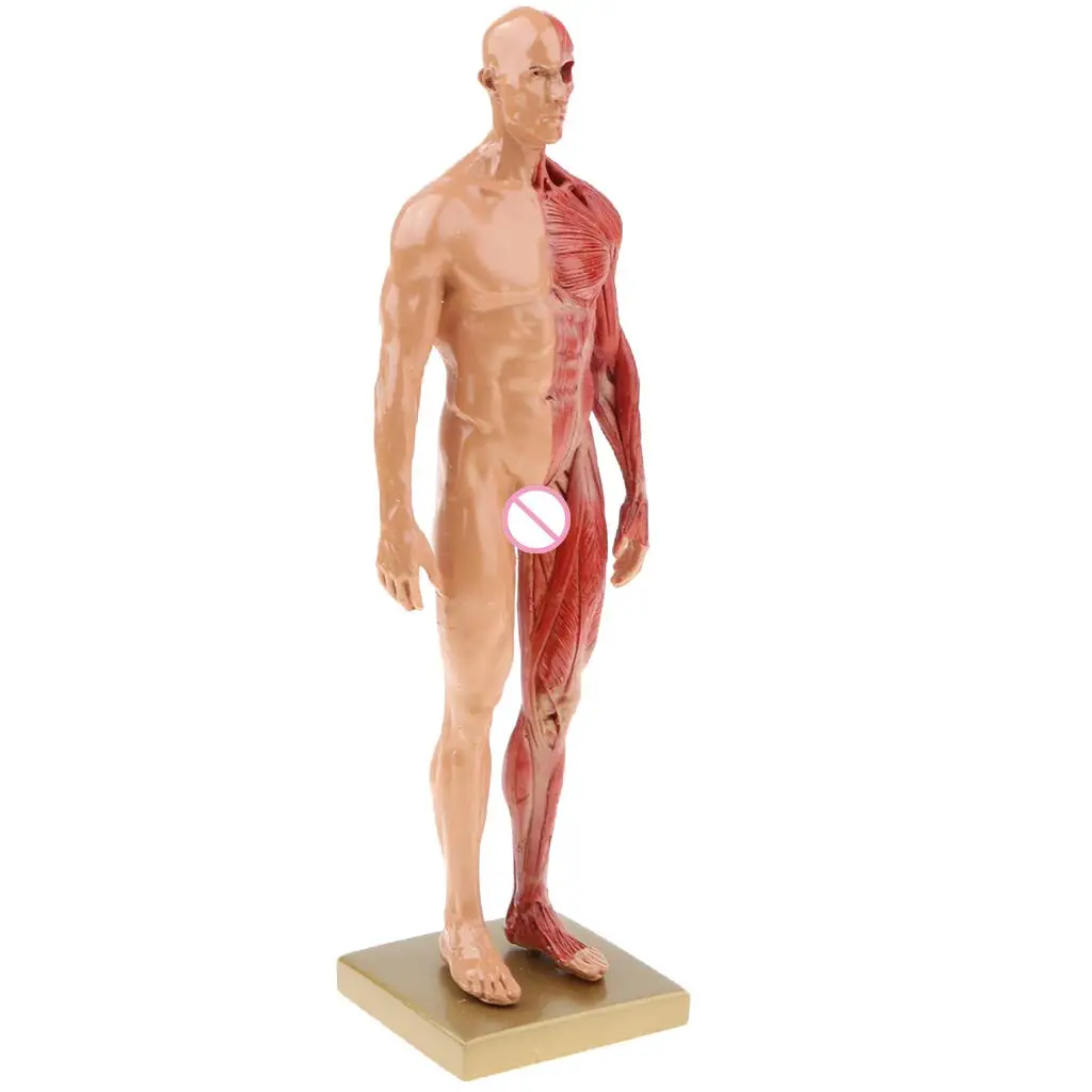 Модель мужской анатомической конструкции для обучения 30 см|Юный биолог| |