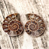 a pair small gorgeous gemstone 100 natural ammonite slice fossil ammonites jewelry making wholesale from madagascar