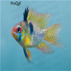 Набор 50 шт - Цвет: Mikrogeophagus ramir