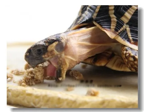 

wholesale tortoises feed food turtle food nutrition feed 500gram cheap bulk sale