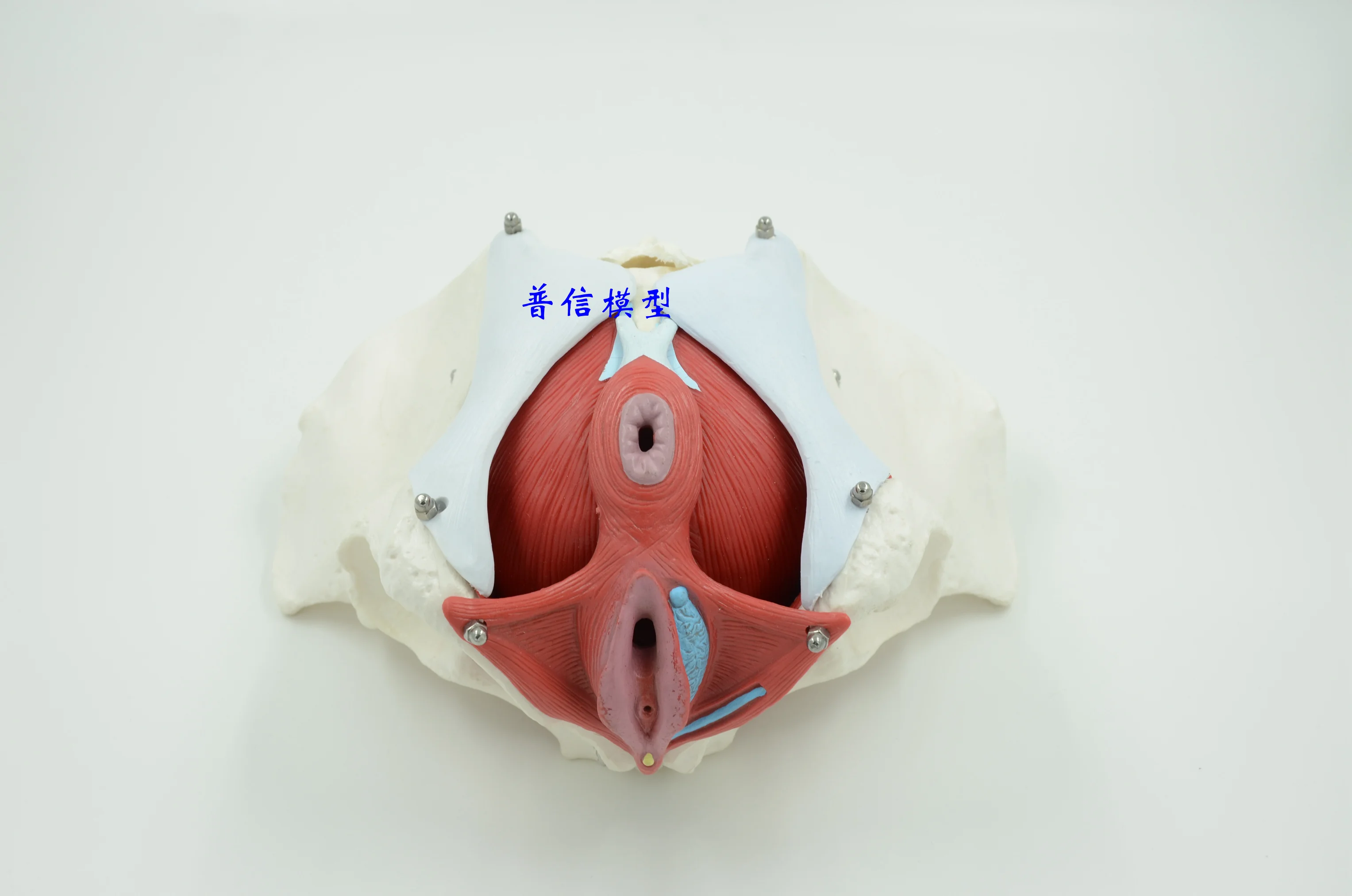 Модель женской структуры таза модель женских гениталий мочевого пузыря с двумя