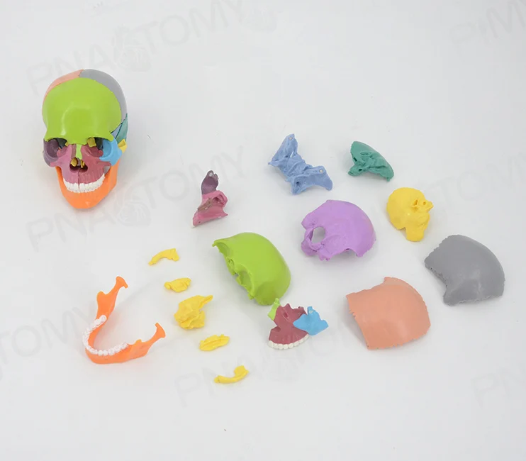 Бесплатная доставка и 4D Цвет разобранный череп анатомическая модель для