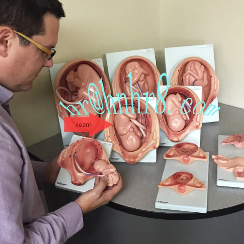 10 наборов процесс разработки со съемным плодом рост плода во время