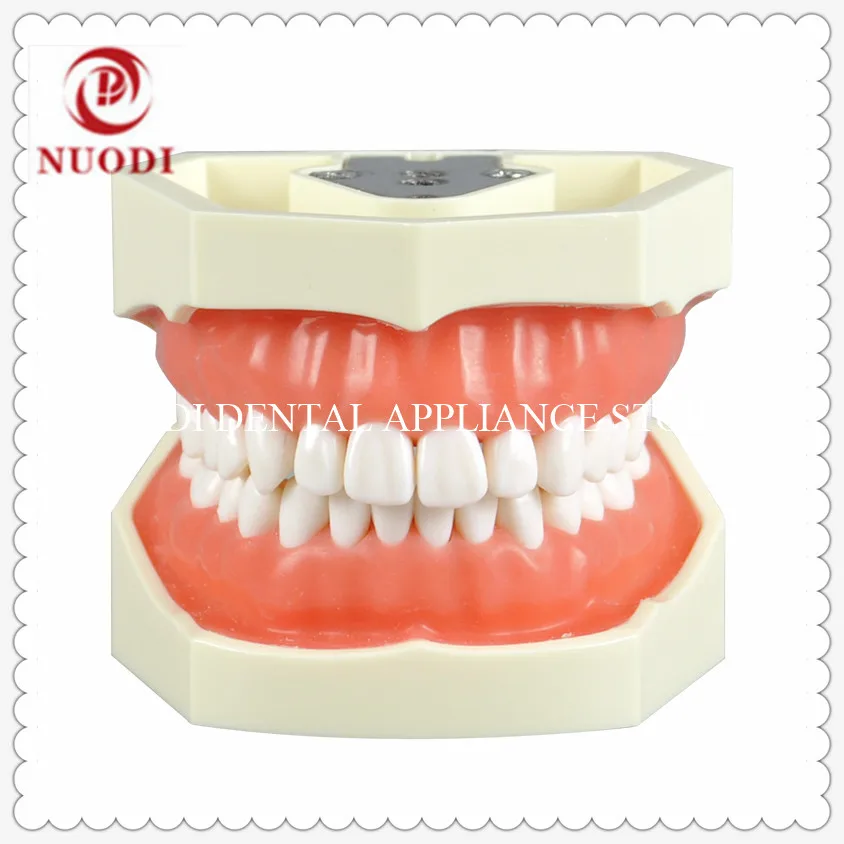 Обучающая и обучающая модель зубов для взрослых с мягкой резиной/модель зубных 28