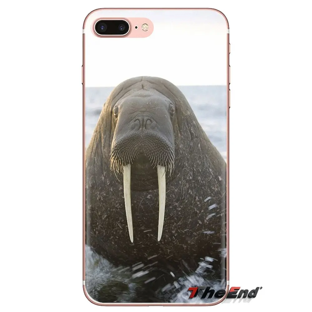 TPU Shell Case Walrus Odobenus rosmarus Russian Arctic For Samsung Galaxy J1 J2 J3 J4 J5 J6 J7 J8 Plus 2018 Prime 2015 2016 2017 |