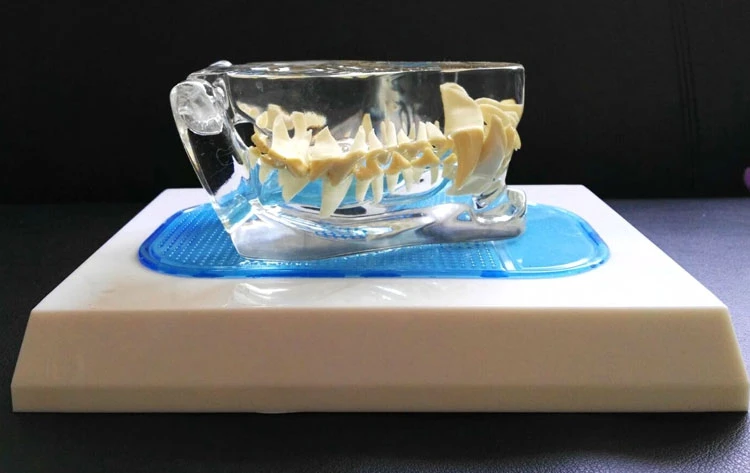 Transparent dog tooth model canine skeletal animal veterinary teaching instrument | Канцтовары для офиса и дома