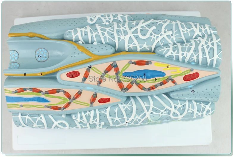Myocardial Tissue Anatomy Model Cells Engineering Microscopic | Канцтовары для офиса и дома