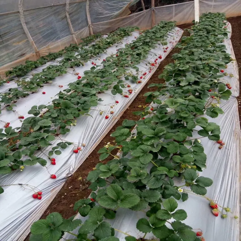 Сельскохозяйственная защитная плёнка для защиты от мороза 30 м 0 02 мм|Укрытие