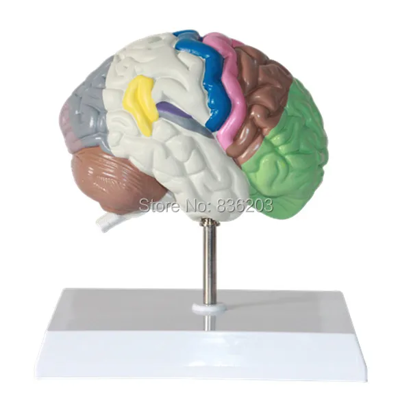 Поперечный сечение человеческого мозга половинная модель жизни размер