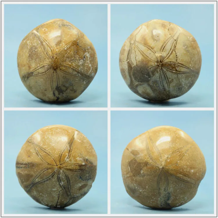 Морской URCHIN STAR FISH FOSSIL SAND DOLLAR юрский период 200 миллионов лет AGO-1pc | Дом и сад