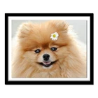 5D DIY Алмазная картина Померанская полная Алмазная вышивка милая собака 3d вышивка крестиком горный хрусталь картина домашнее украшение