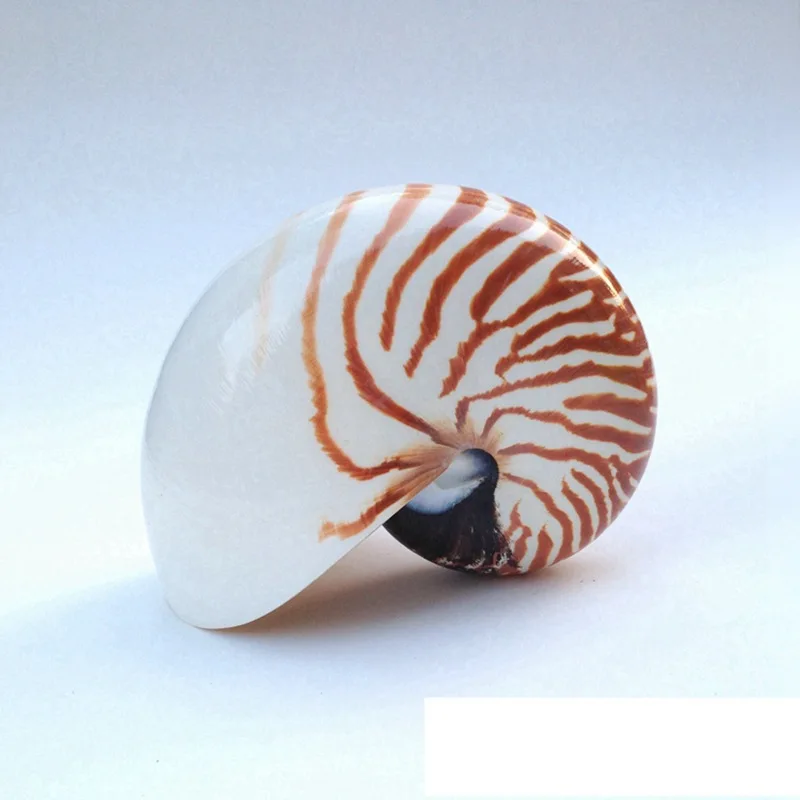 Бесплатная доставка (1 шт./лот) натуральная раковина и ракушка украшение для дома