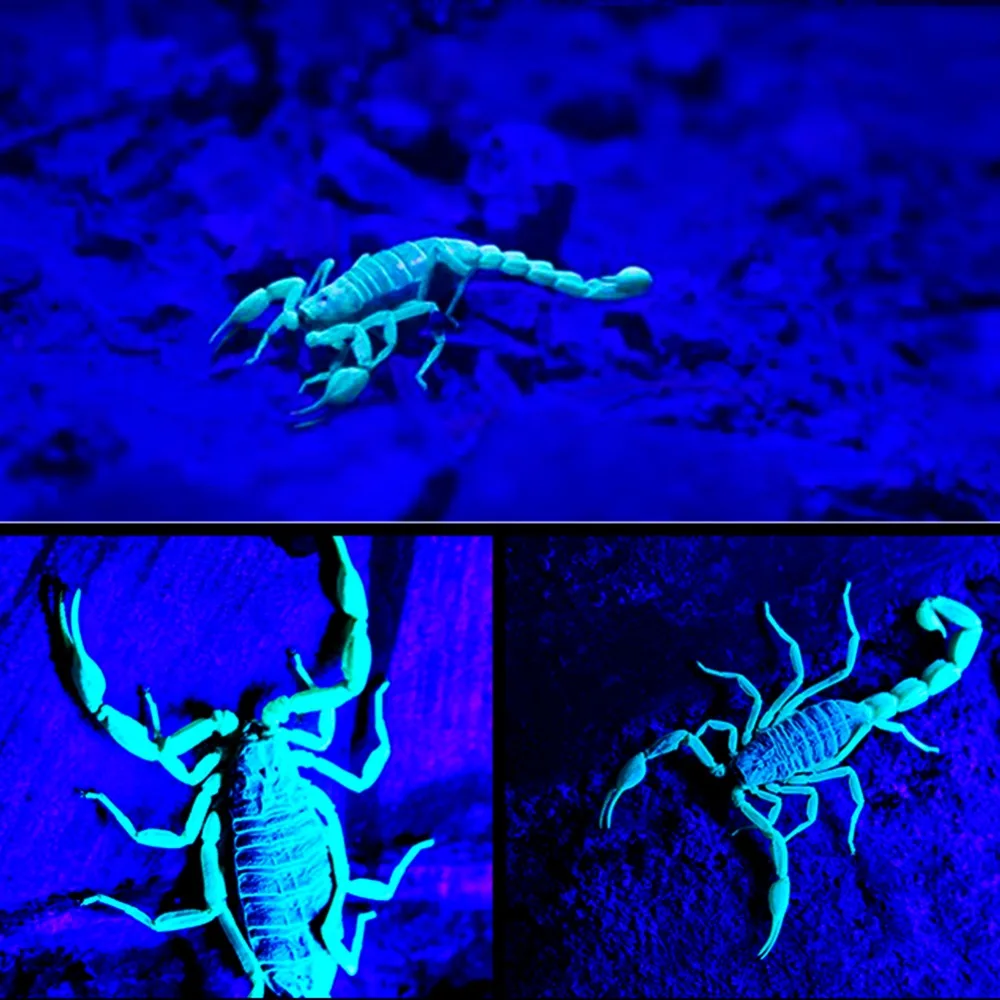 2 в 1 белый свет + УФ фонарик ультрафиолетовый Blacklight лампа AA батарея для проверки